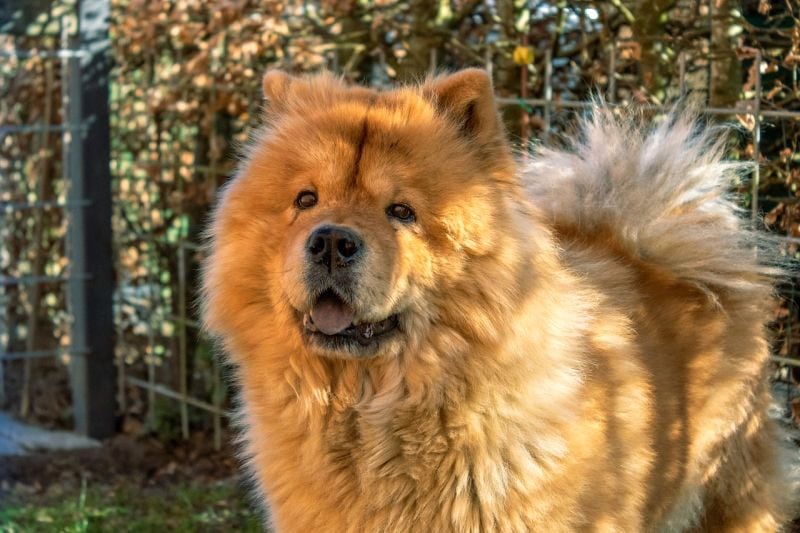 good names for Chow Chows