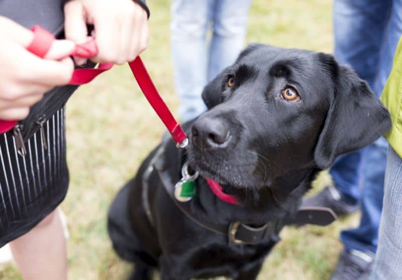 leash training for dogs