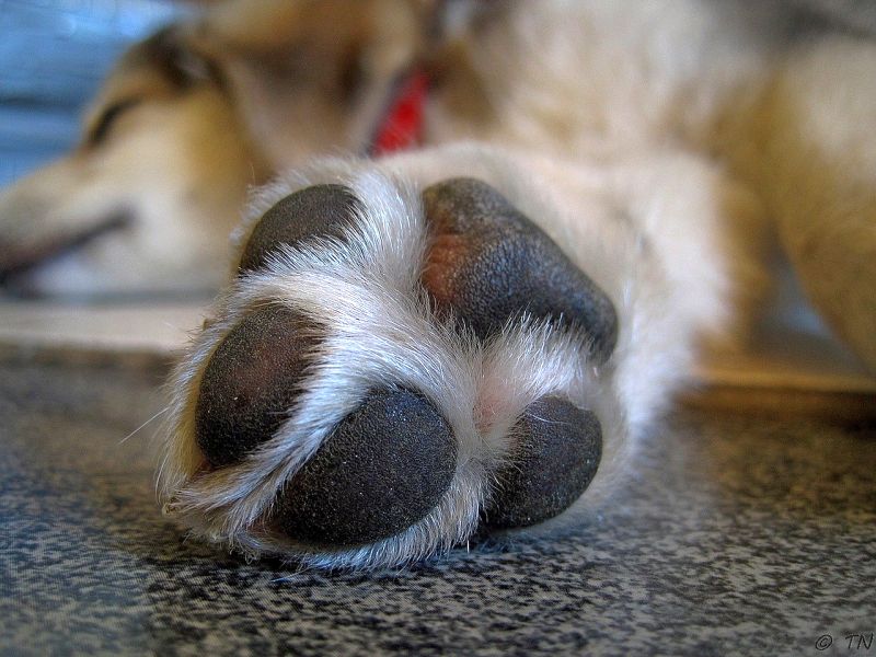 why do dogs bite their paws