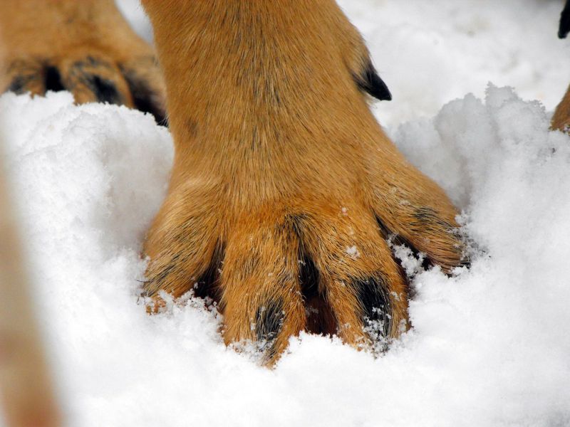 dog paw balm for cold weather