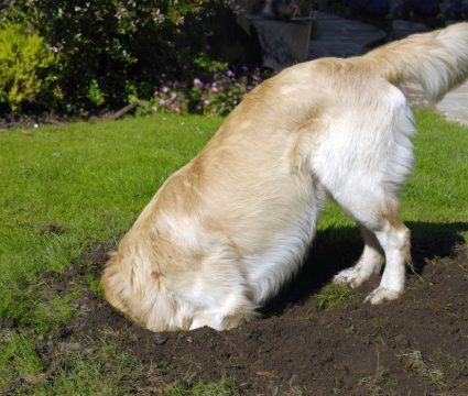stop your dog from digging