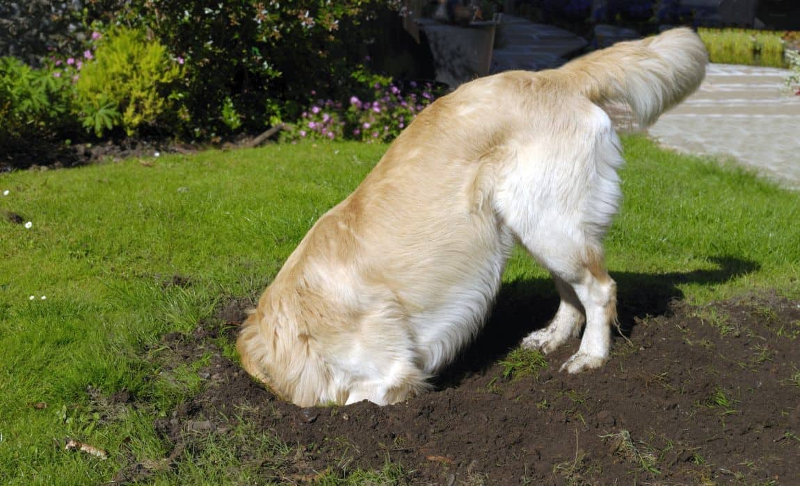 16 Ways to Stop a Dog From Digging Holes - K9 of Mine