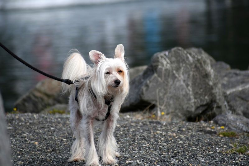 the chinese crested