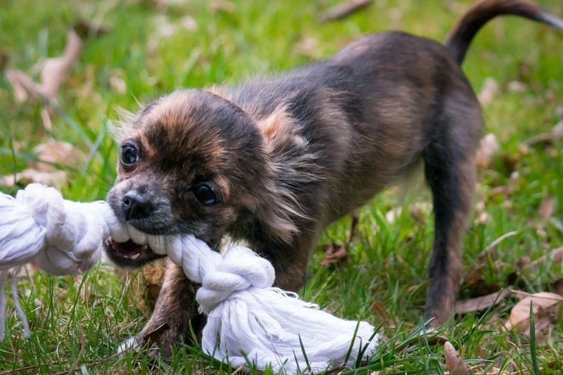 Teacup Dog Names for Boys