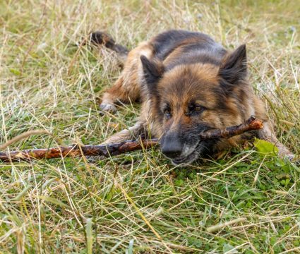 Why dogs eat sticks