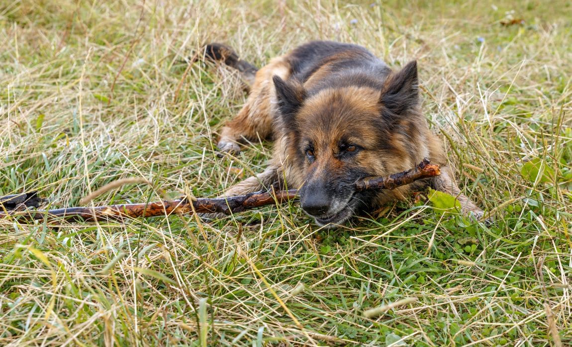 Help - My Dog Won't Stop Eating Sticks! - K9 of Mine