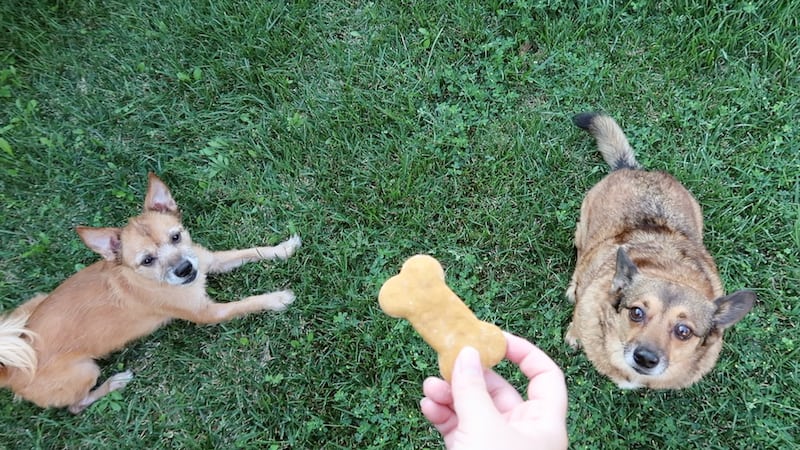 pumpkin dog treats