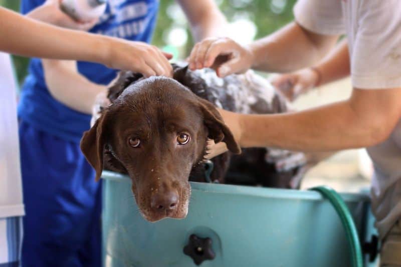 bathe your dog regularly