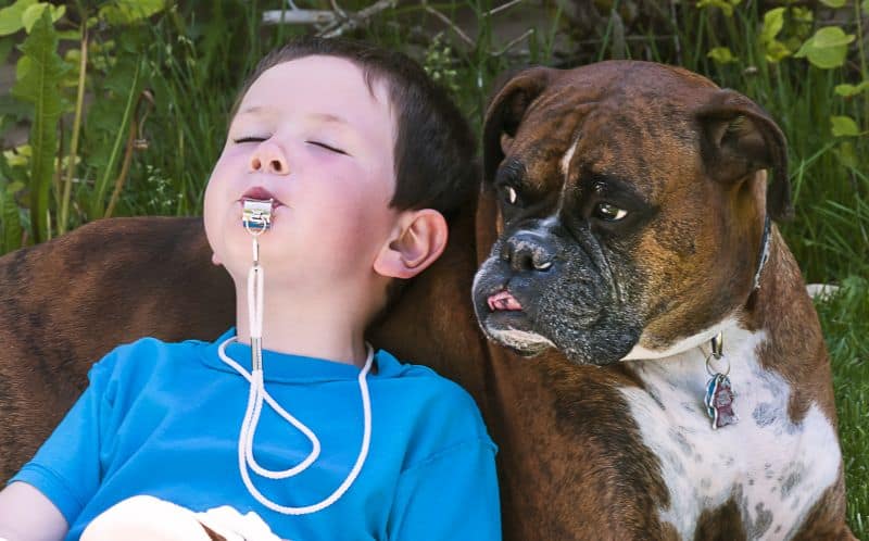 learn to whistle train your dog