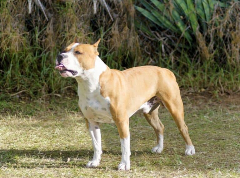 4 Types of Pit Bulls + 8 Other Bully Breeds: Knowing Your Bullies!