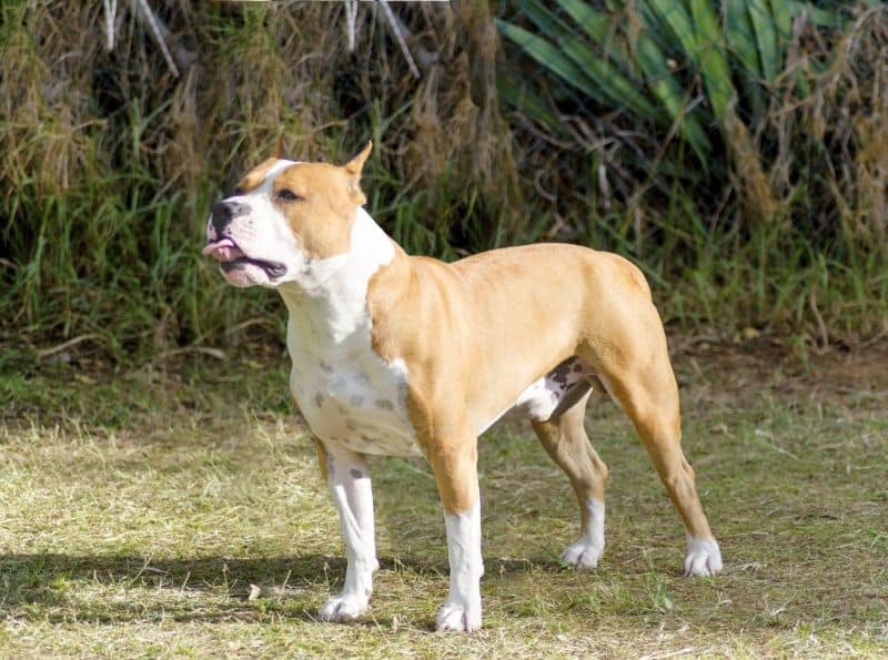 The American Staffordshire terrier is a bully breed
