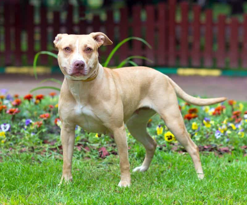 American pit bull terrier is a bully breed