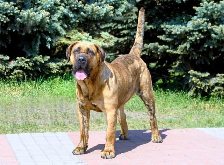4 Types Of Pit Bulls 8 Other Bully Breeds Knowing Your Bullies 