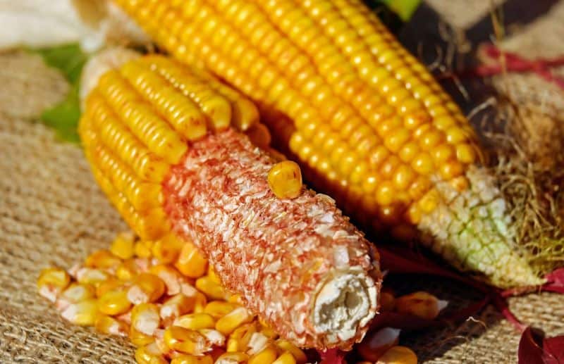 are corn cobs dangerous for dogs