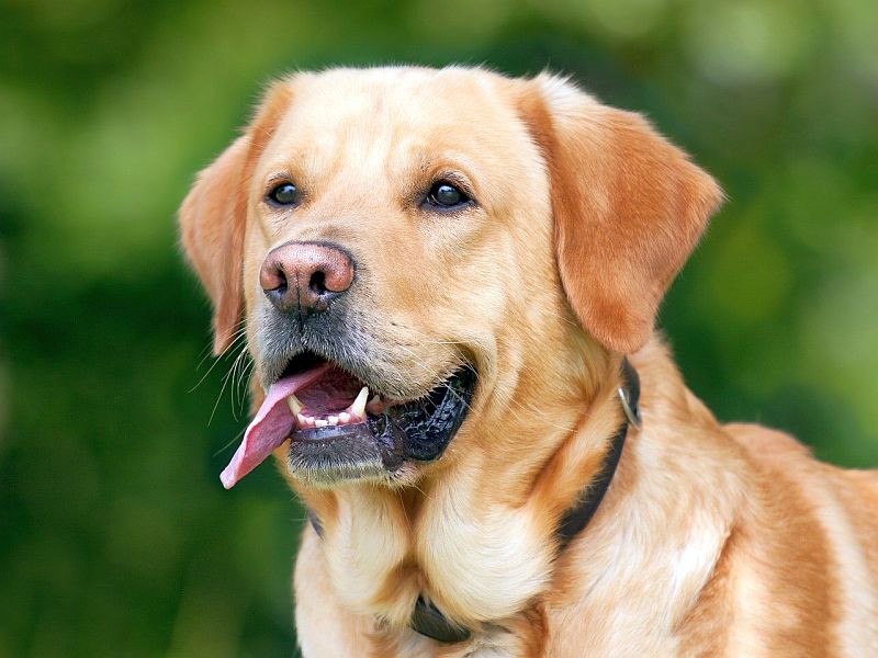 Labs are good service dogs