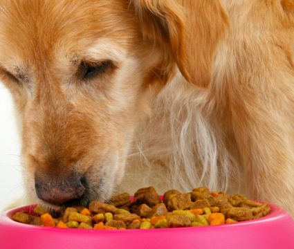 food for dogs with kidney problems