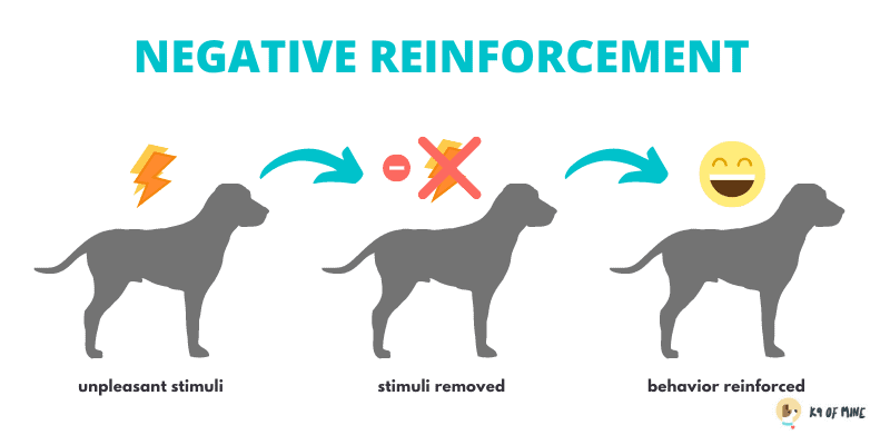 Verfrissend album Kloppen Positive Reinforcement Dog Training 101: The Science-Backed Method!