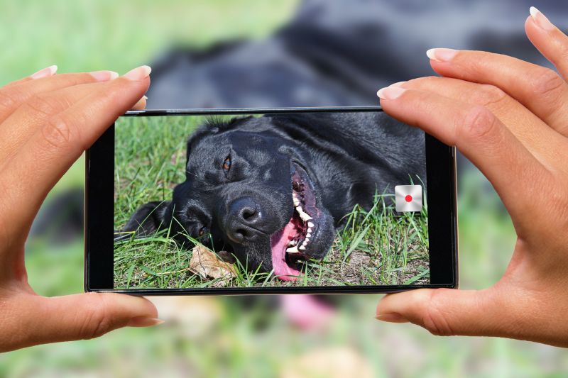 Using a phone for dog photos