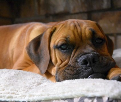 the best beds for boxers