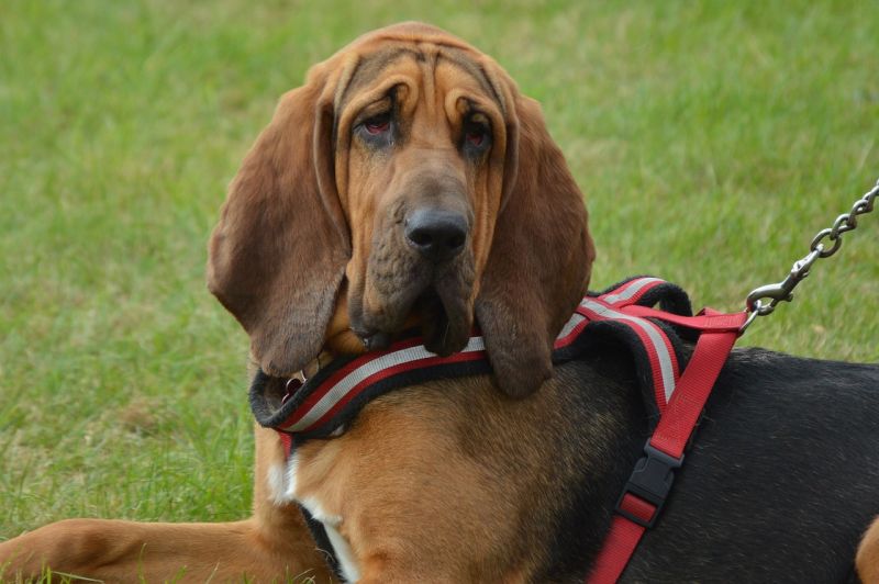 bloodhounds are good police dogs