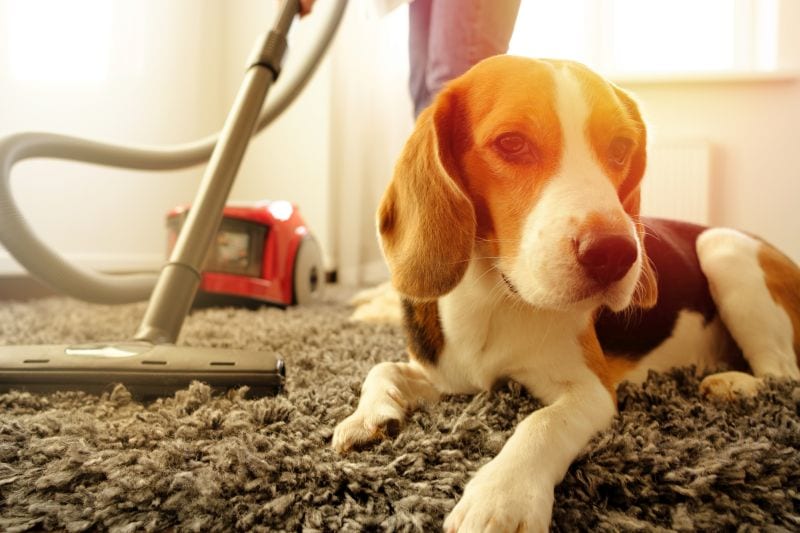 cleaning dog odors from carpet