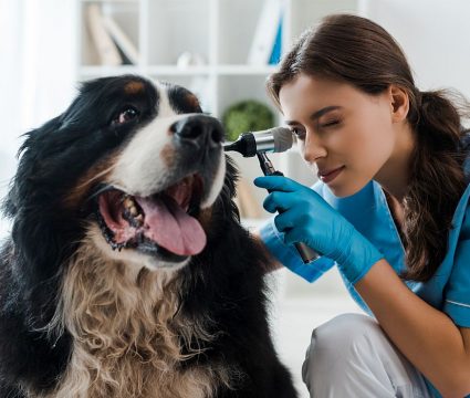ear mites in dogs