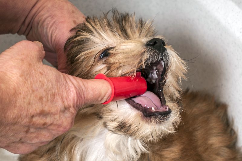 brush your dog's teeth