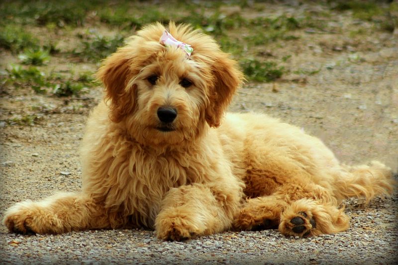 goldendoodle dog