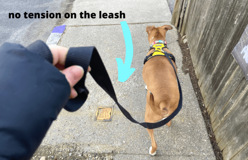 dog with loose leash