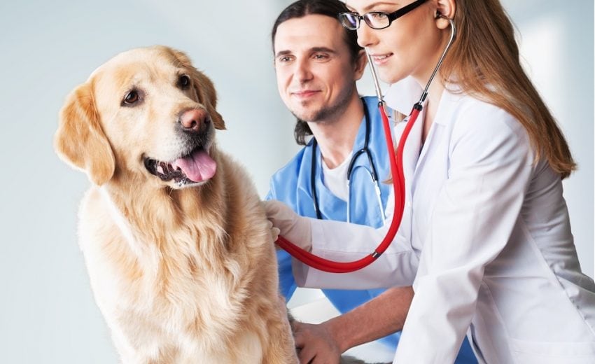 5 Most Popular Pet Insuarance Companies from Reddit Users