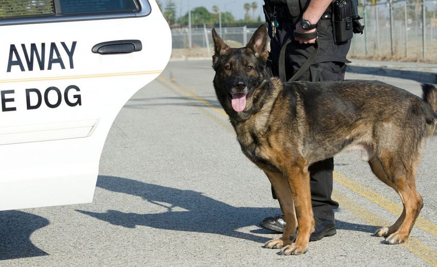dog breeds for police work