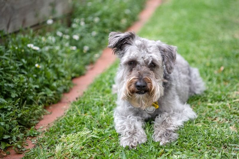 Schnauzer poodle mix