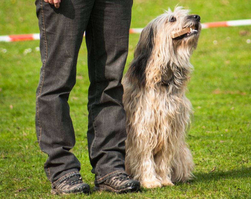 teach your dog to sit first