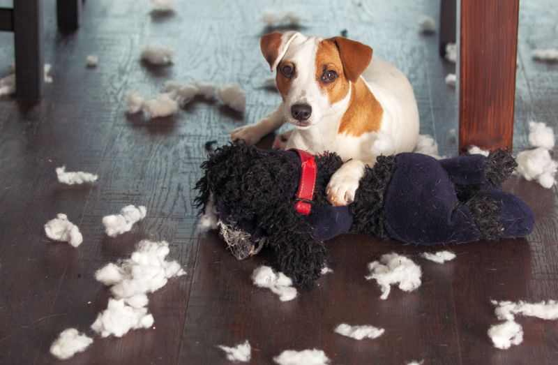questions about dog toy safety