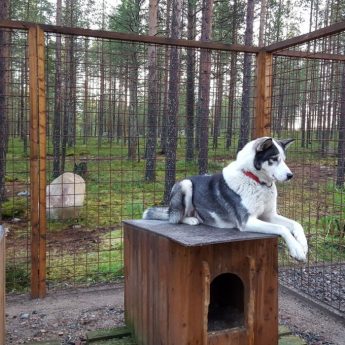 Build your own dog pen