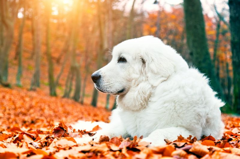 What is the biggest white dog breed?