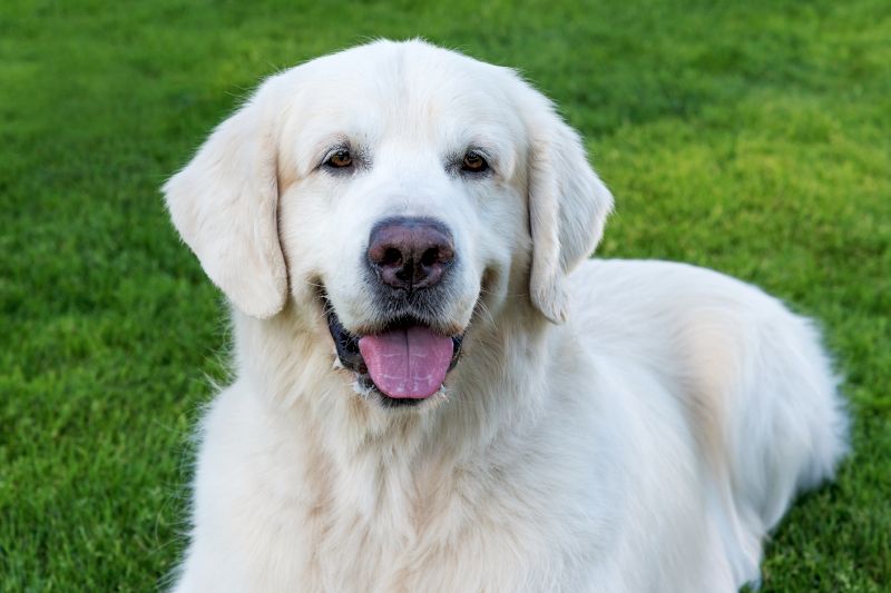 Beautiful Big White Dogs You'll Love