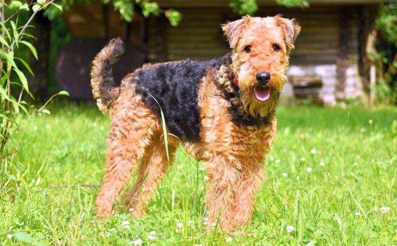 Airedale terriers have curly hair