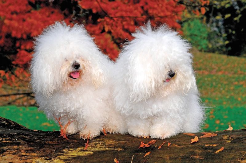 17 Small White Dog Breeds: Little Light-Colored Cuties!