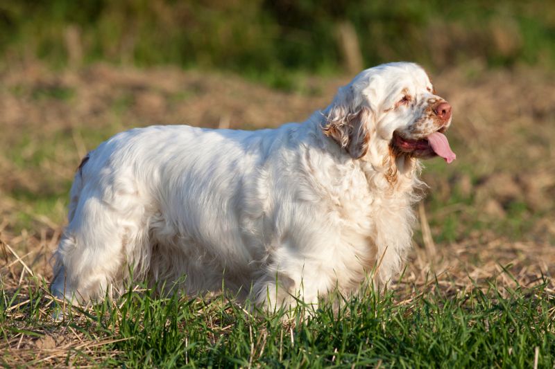 Clumber spaniels are mostly white