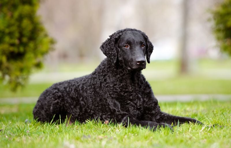 Curly coated retrievers have beautiful coats