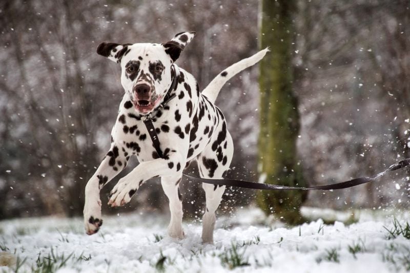 19 Best Dog Poses For Photo Shoots Instagram Envy Shots 19-best-dog-poses-for-photo-shoots-instagram-envy-shots