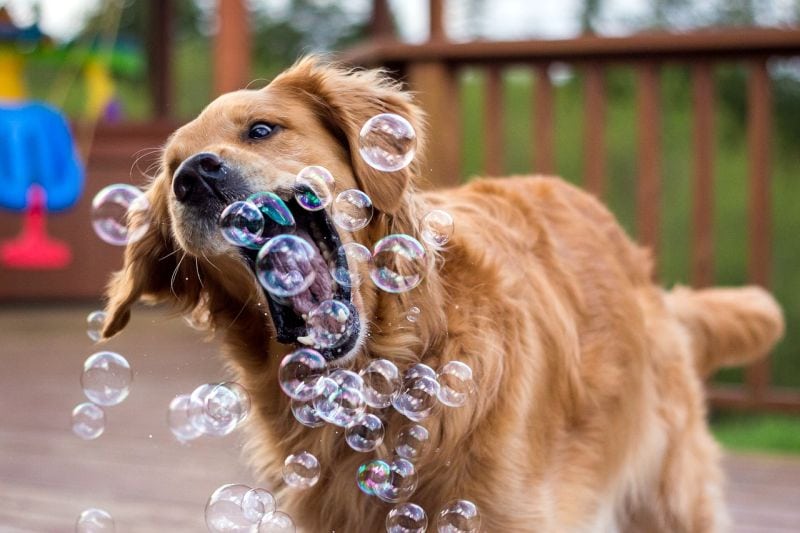 dog playing with bubbles