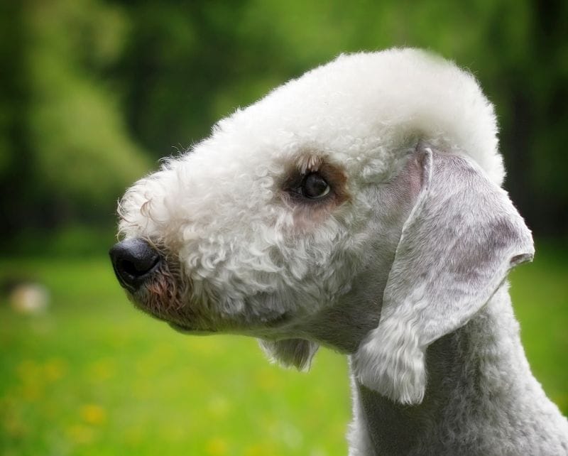 filbert-shaped dog ear