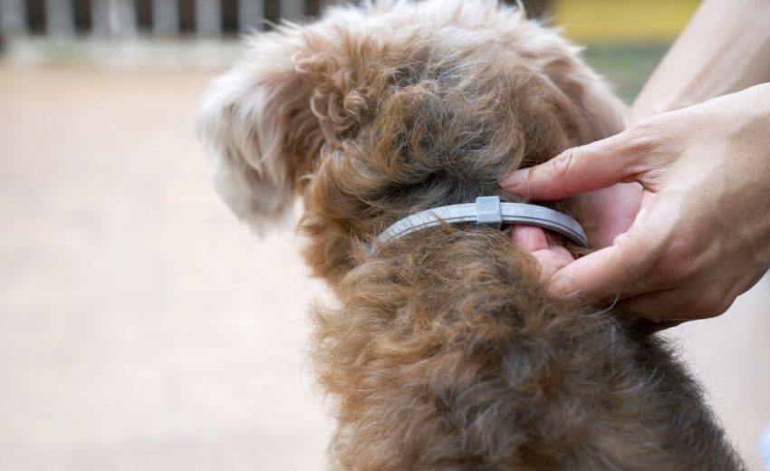 flea collars for dogs
