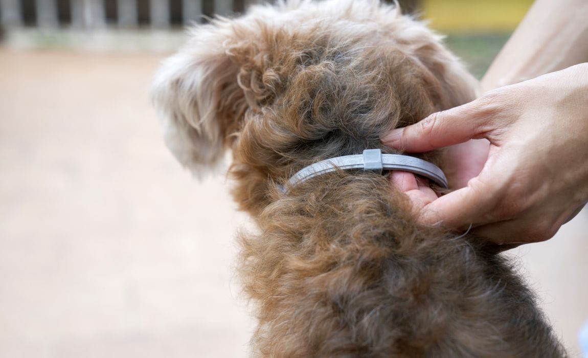 4 Best Flea Collars for Dogs [2022 Reviews] - K9 of Mine