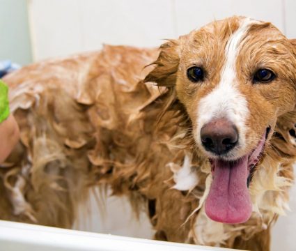best medicated dog shampoos