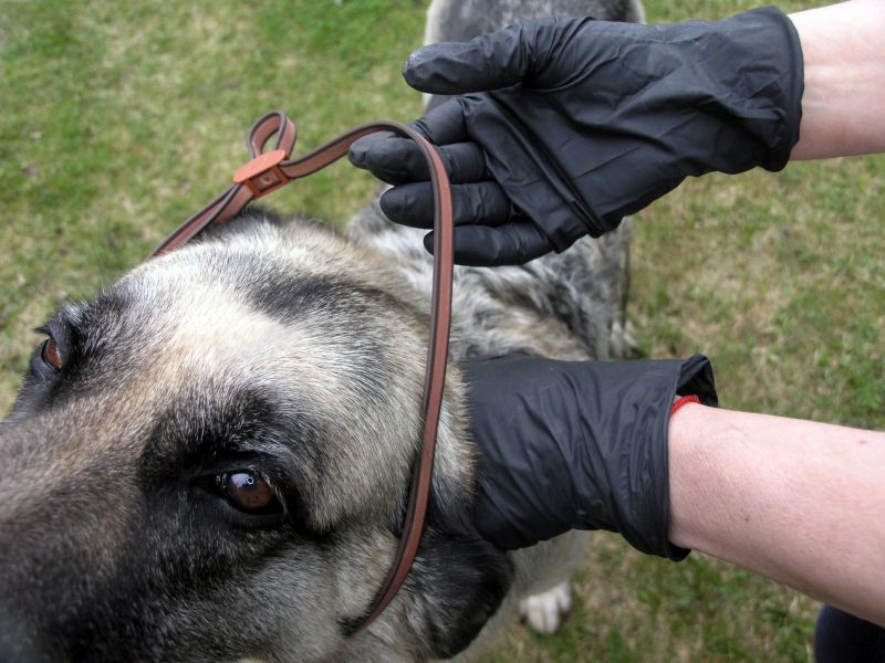 safety of tick collars