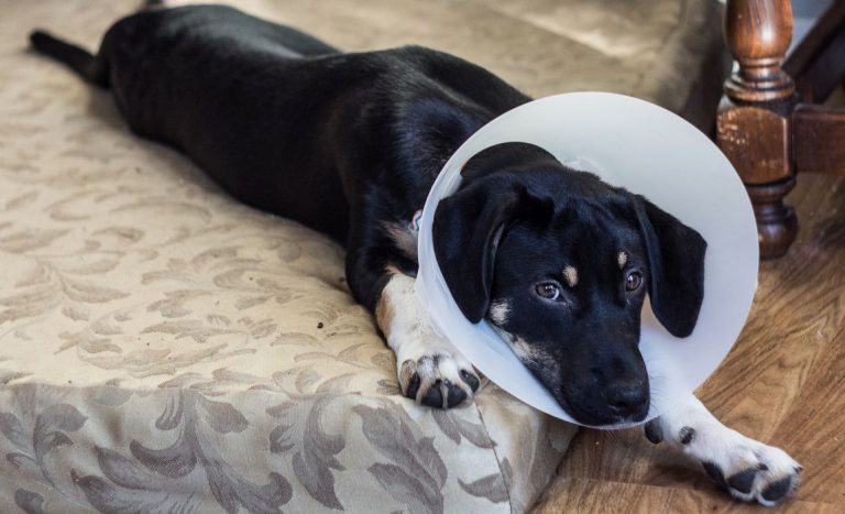 Image showcasing 8 Best Home Remedies for Dog Constipation: Getting Things Moving!