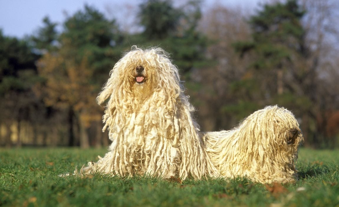 17 Dog Breeds with Curly Hair: Curly Canines!
